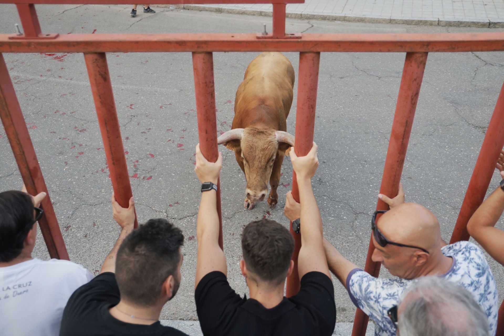 El encierro de Tudela de Duero, en imágenes