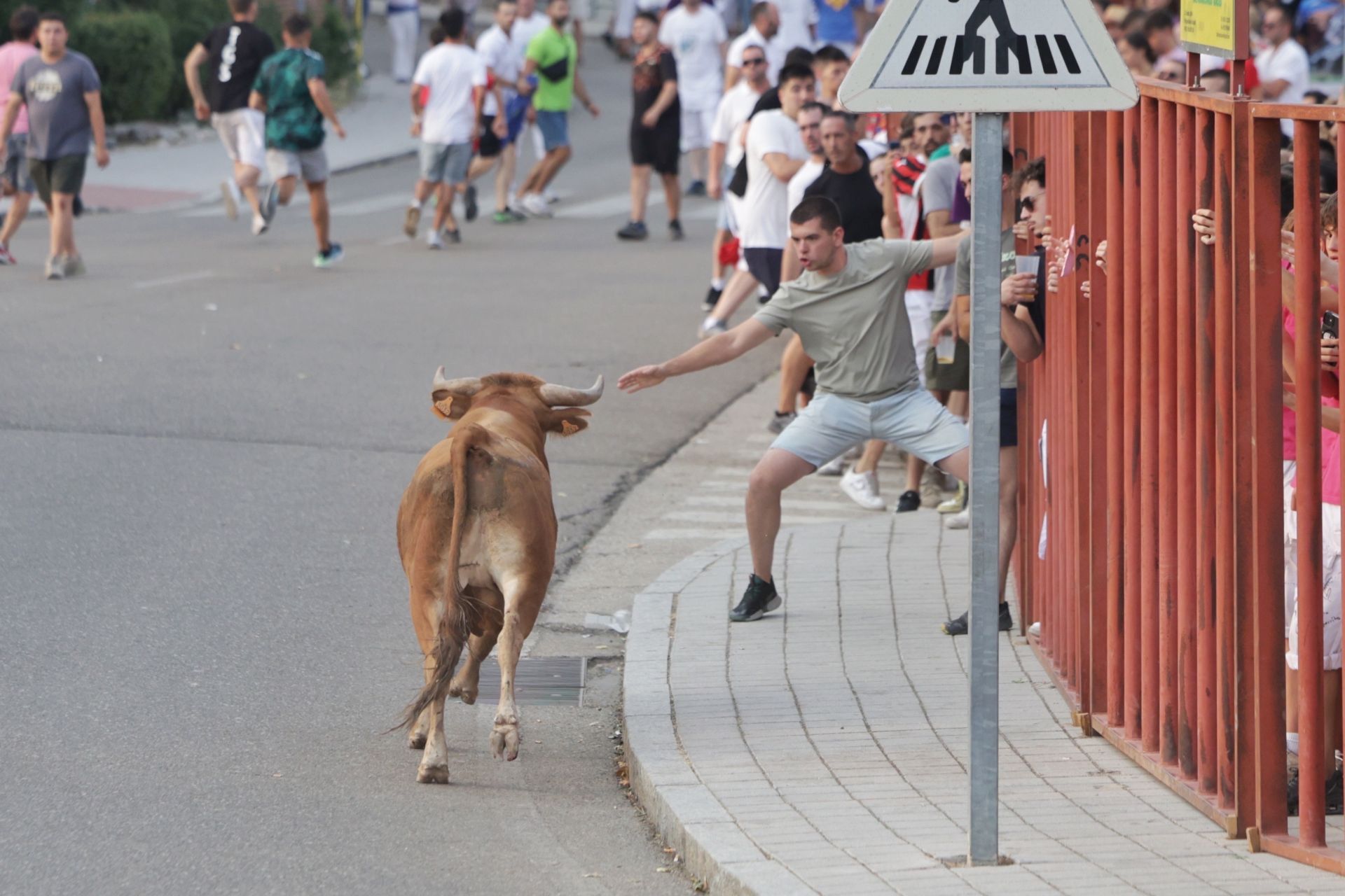 El encierro de Tudela de Duero, en imágenes