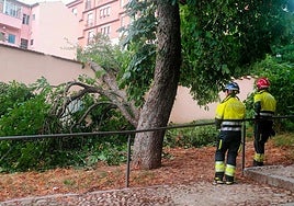 Rama derribada por el viento en la avenida Vía Roma.
