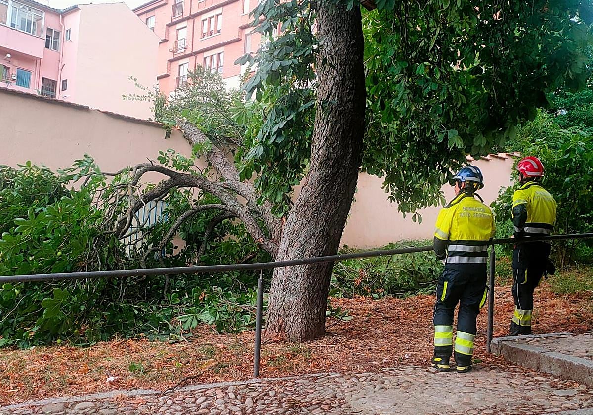 Rama derribada por el viento en la avenida Vía Roma.