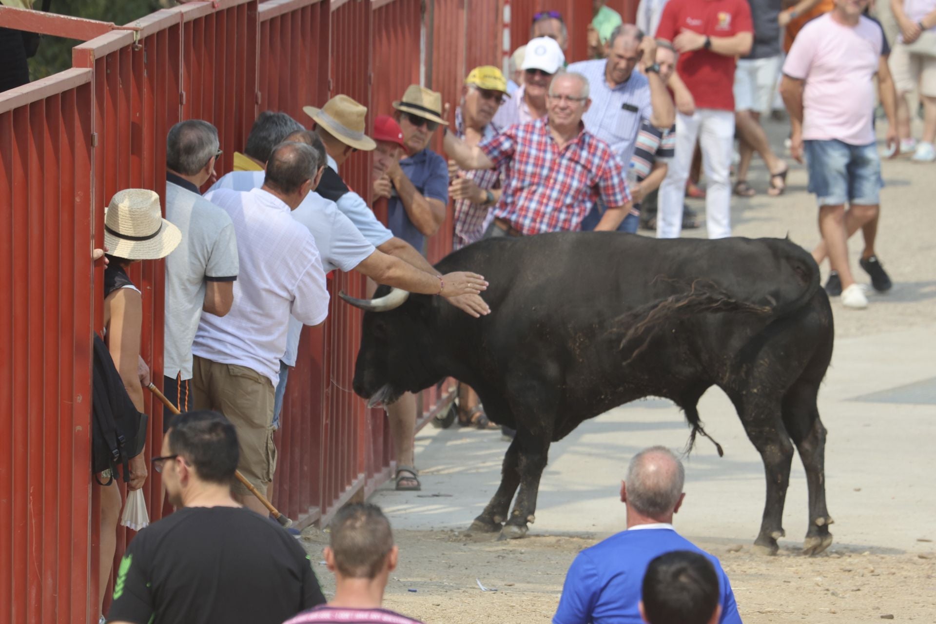 Encierro del domingo en las fiestas de Rueda