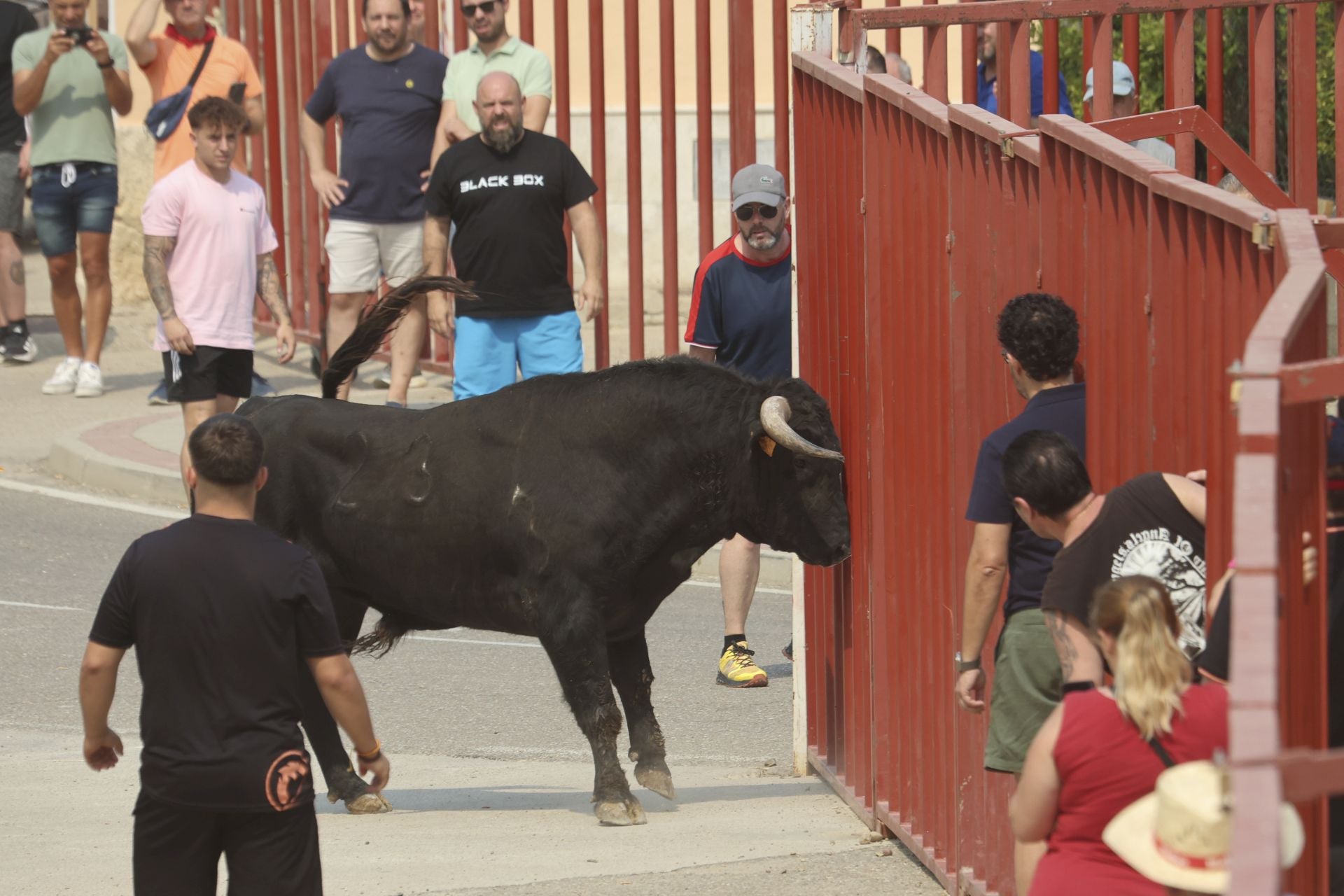Encierro del domingo en las fiestas de Rueda