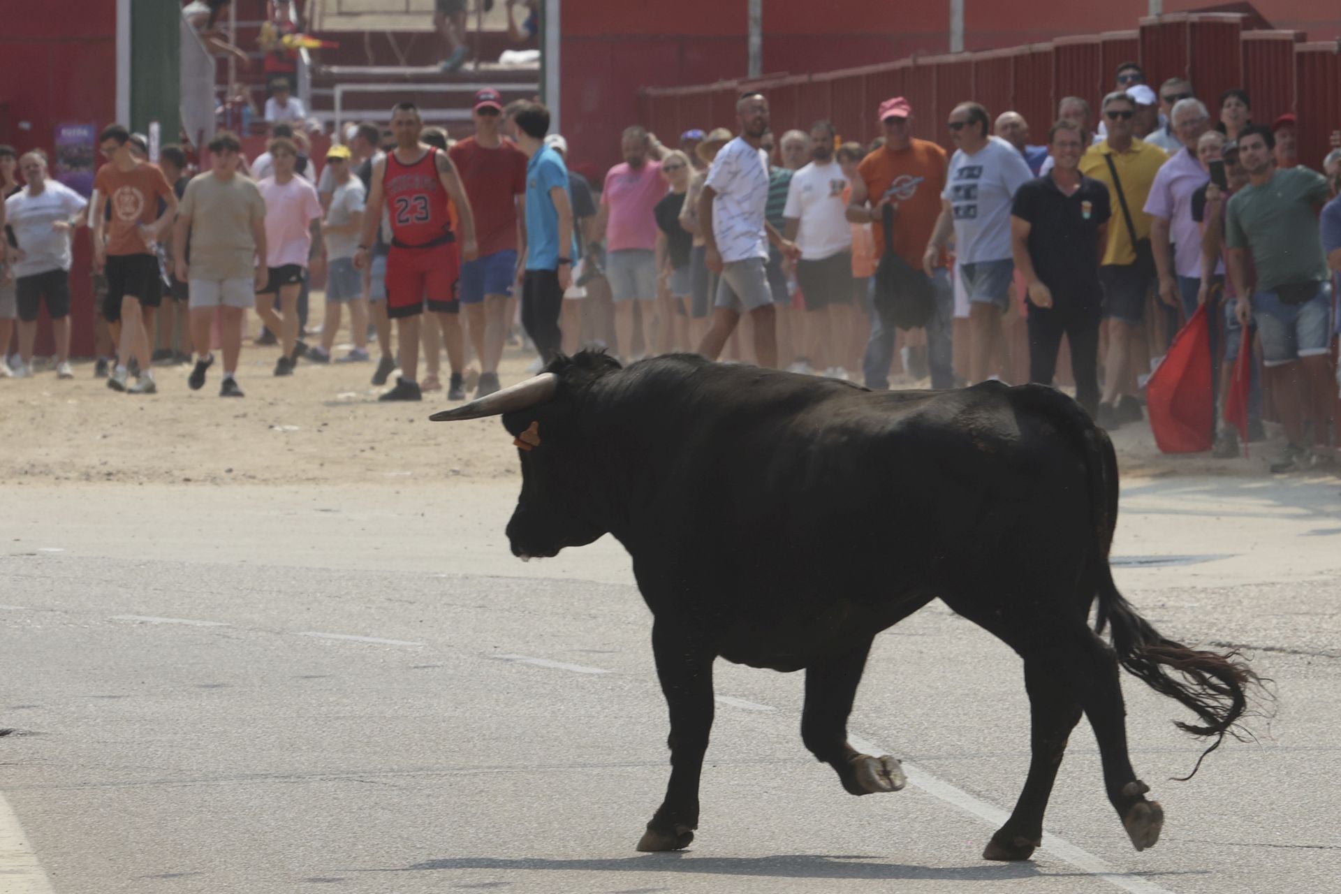 Encierro del domingo en las fiestas de Rueda
