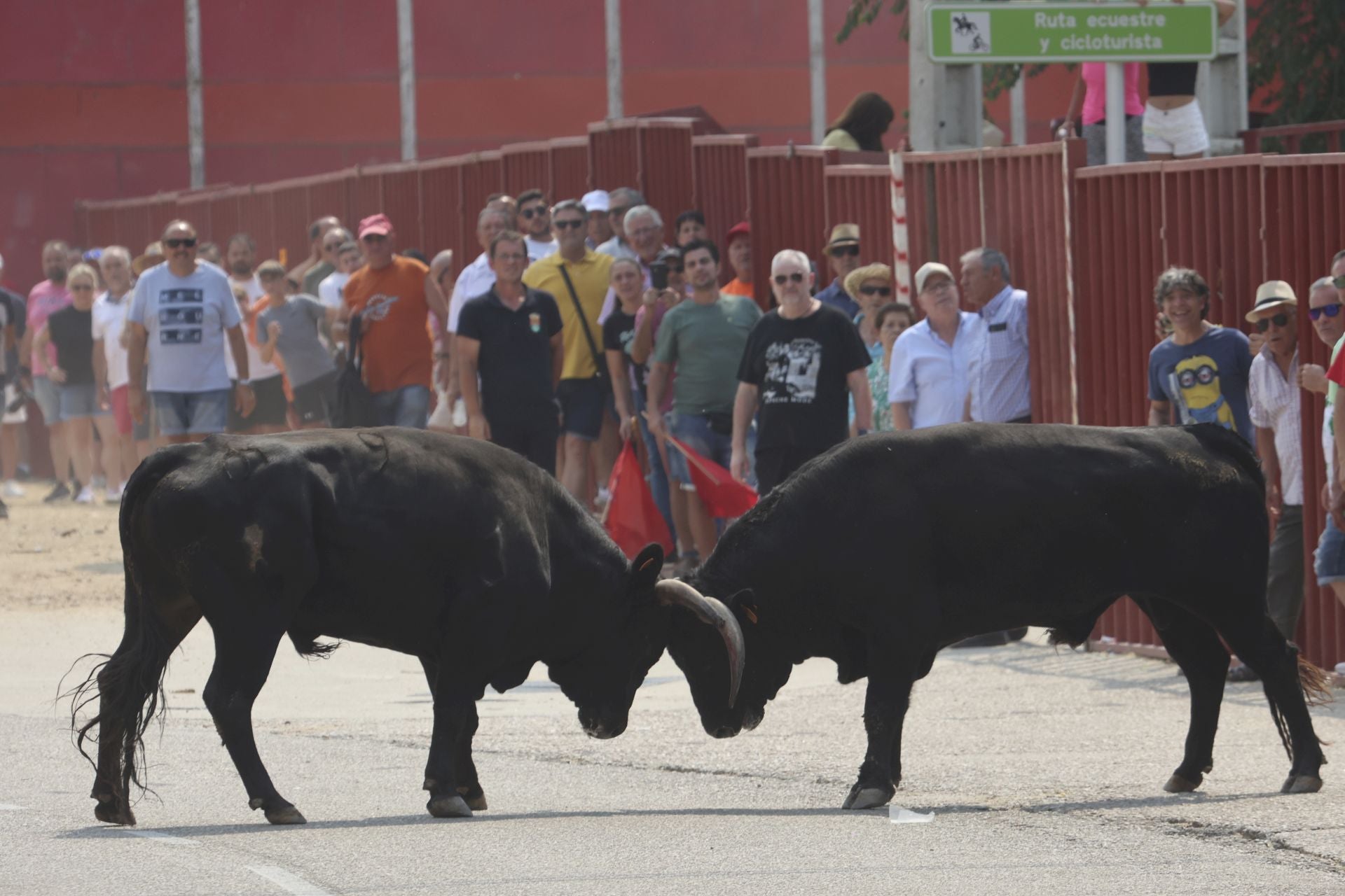 Encierro del domingo en las fiestas de Rueda