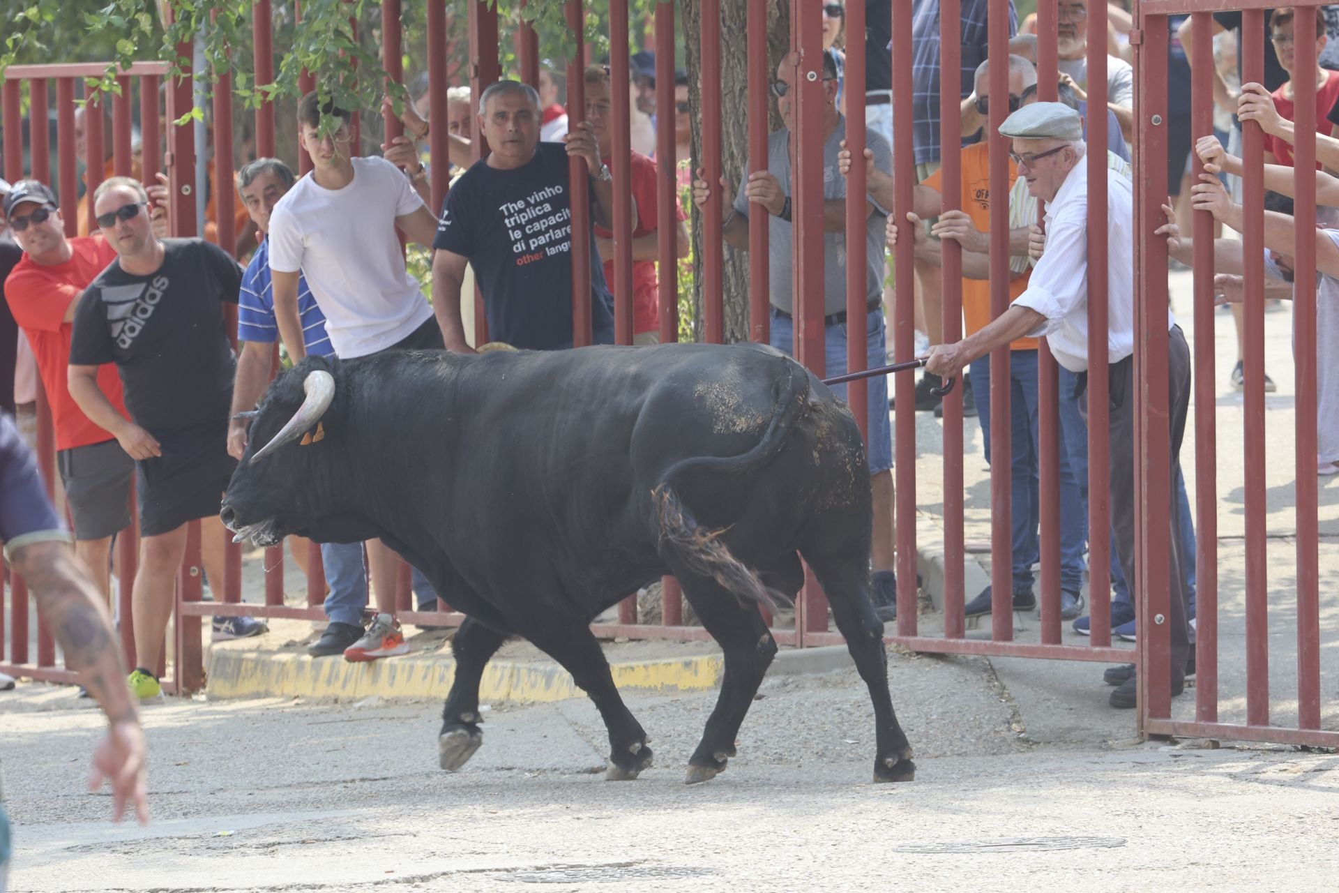 Encierro del domingo en las fiestas de Rueda