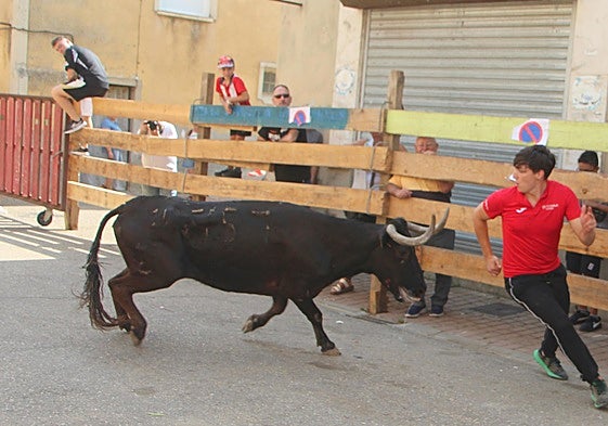 Torquemada disfruta de los encierros tradicionales durante sus Fiestas Patronales