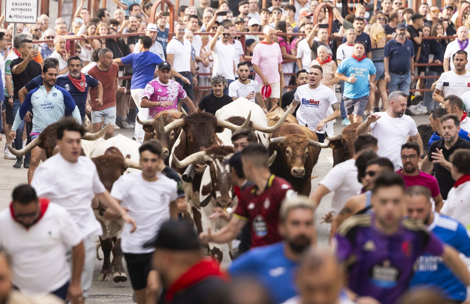 Encierro y capea del domingo en las fiestas de Peñafiel