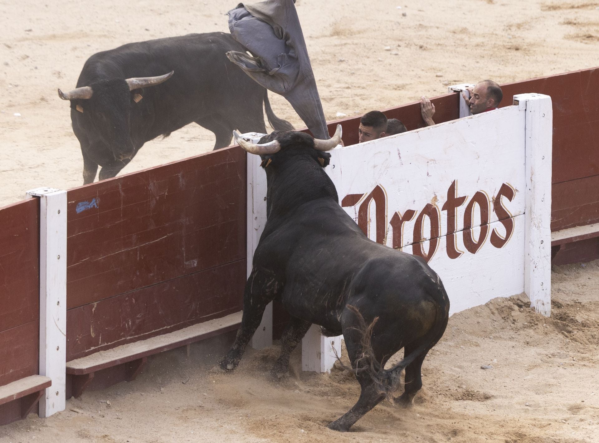Encierro y capea del domingo en las fiestas de Peñafiel