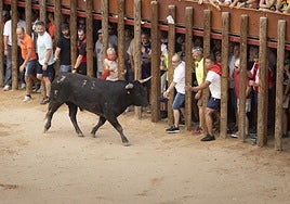 Encierro y capea del domingo en las fiestas de Peñafiel