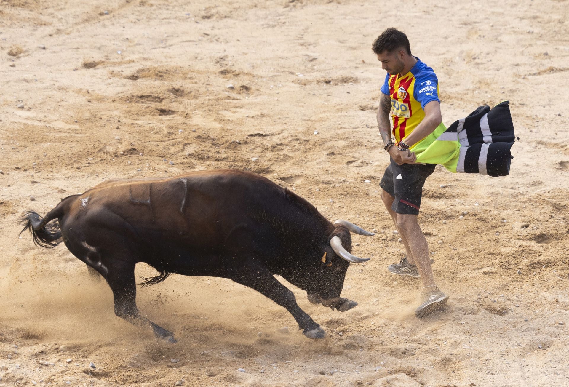 Encierro y capea del domingo en las fiestas de Peñafiel
