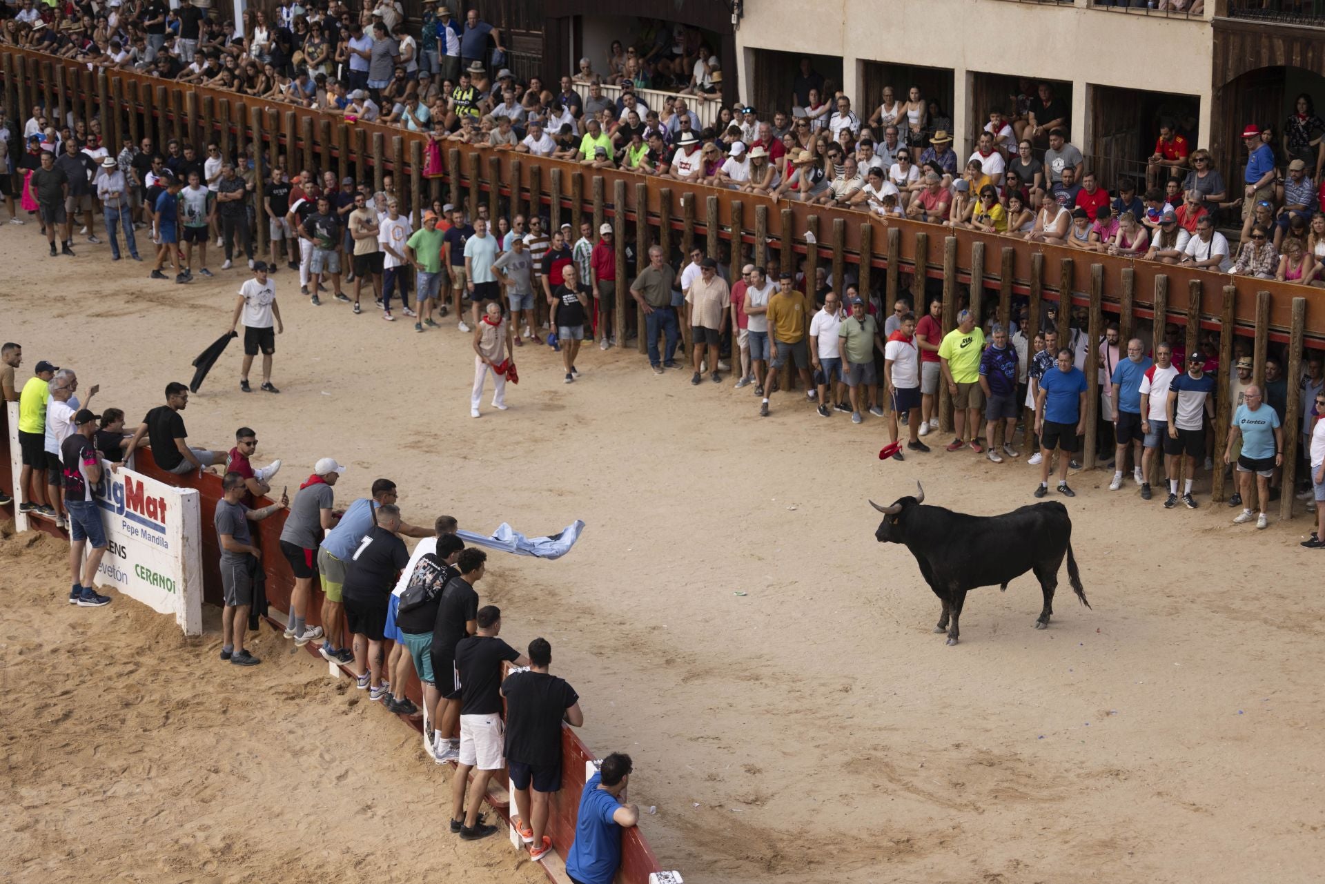 Encierro y capea del domingo en las fiestas de Peñafiel