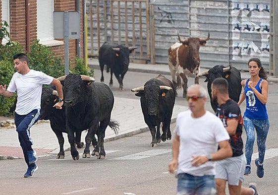 Corredores delante de los novillos durante el encierro urbano esta mañana.