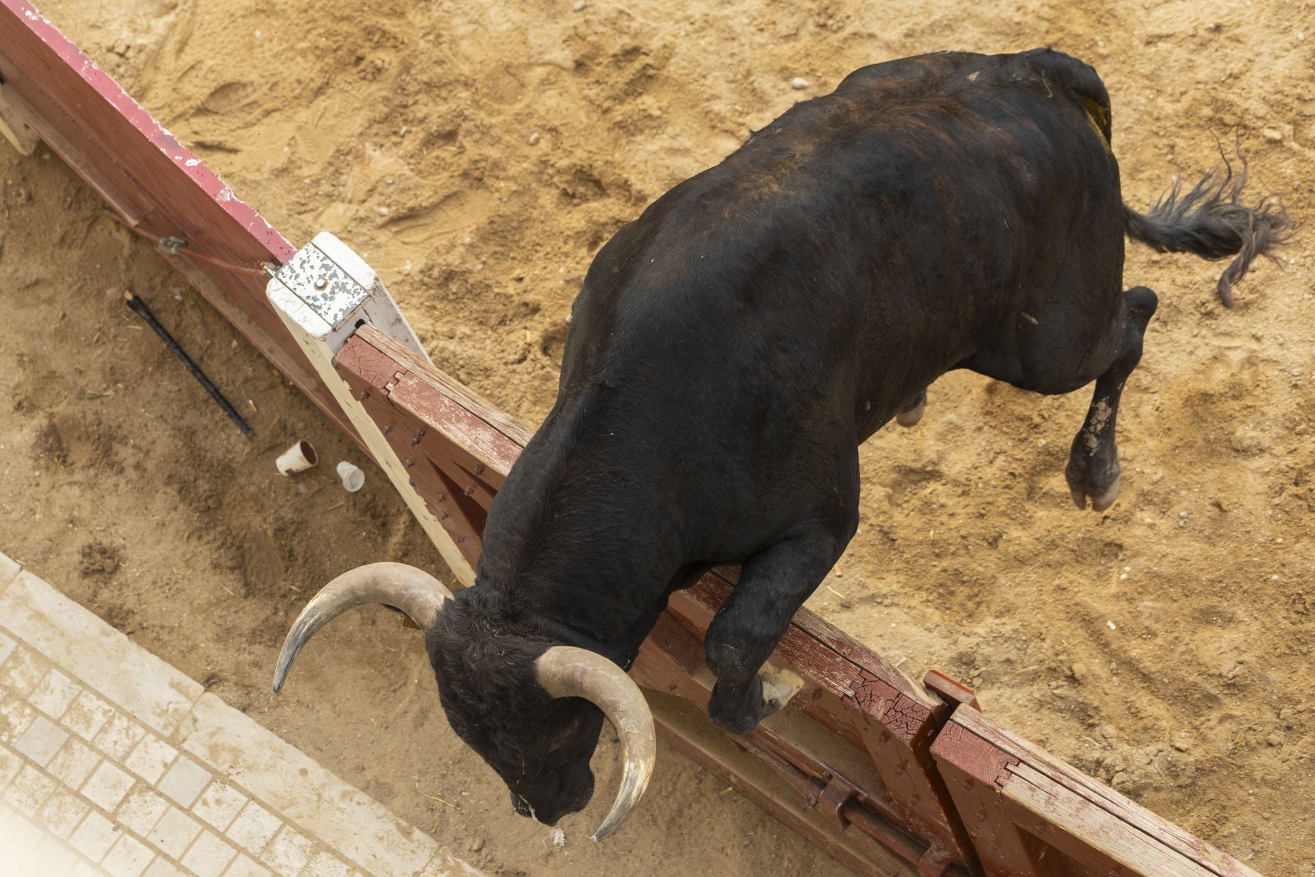 El último encierro de Peñafiel, en imágenes