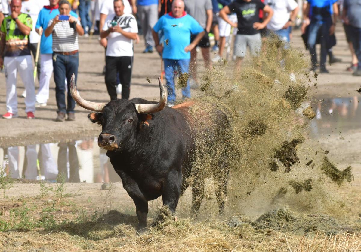 ¿En qué localidad se suelta una res que es perseguida y lanceada?