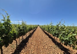 Viñedos de la Denominación de Origen Ribera del Duero.