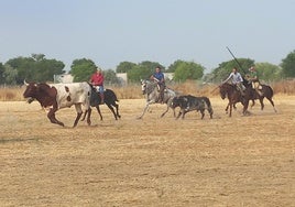 Un momento del encierro por el campo este lunes en Aldeamayor.