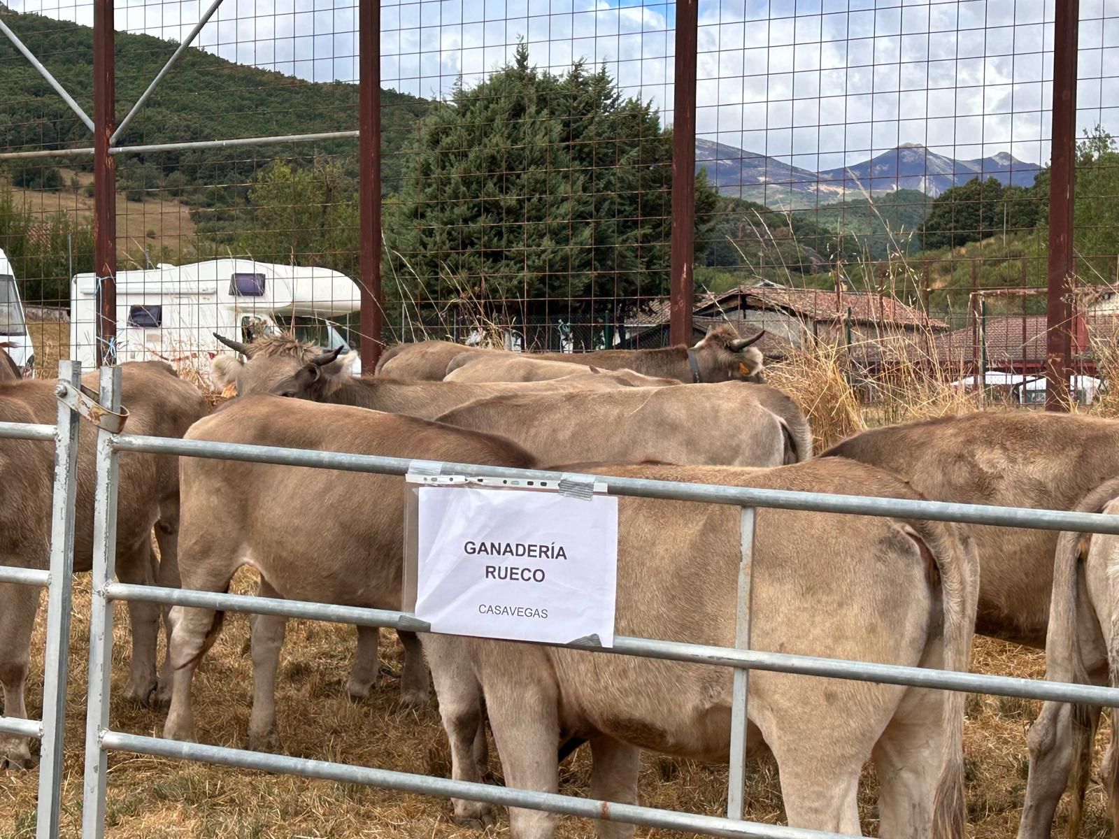 Animada feria de ganado vacuno en La Pernía