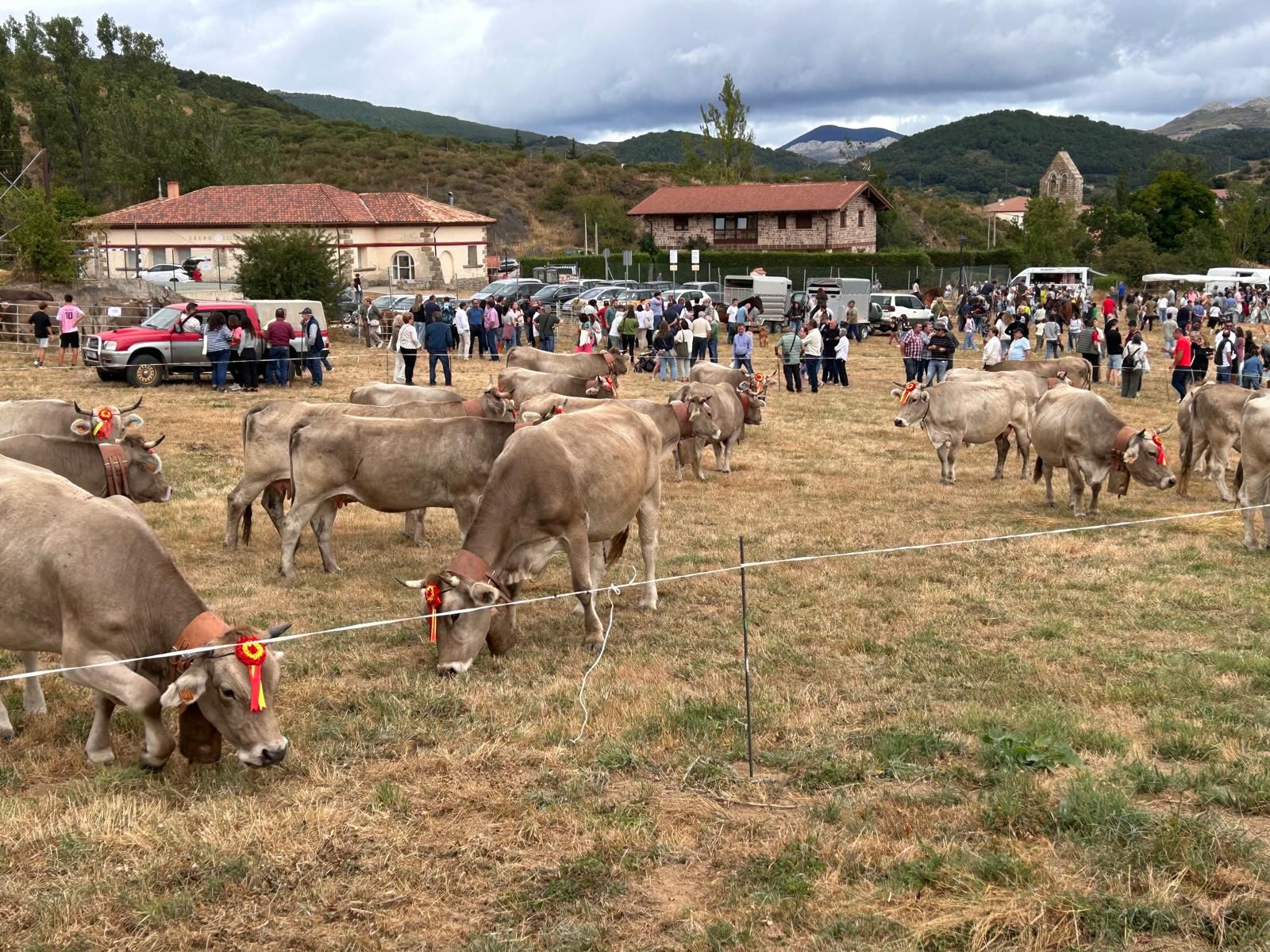Animada feria de ganado vacuno en La Pernía