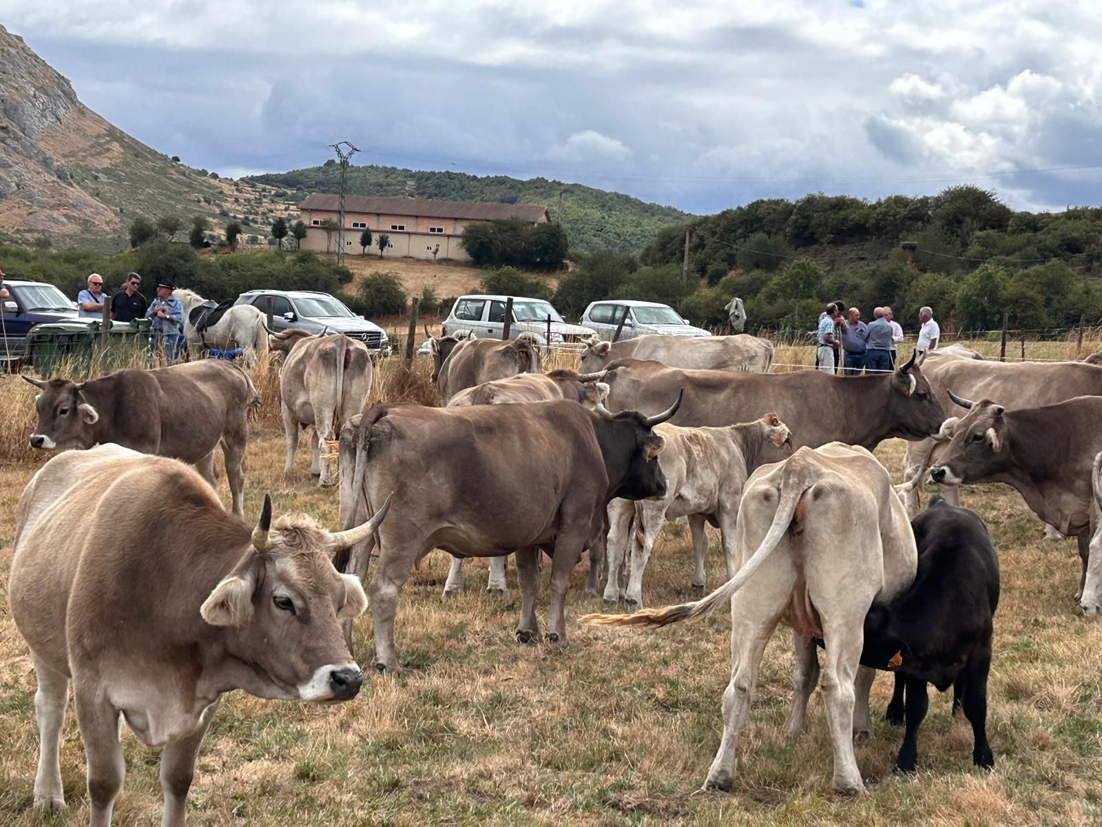 Animada feria de ganado vacuno en La Pernía