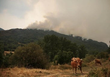 El fuego devora los pastos y pone en riesgo la supervivencia del ganado: «Las vacas necesitan comer ya»