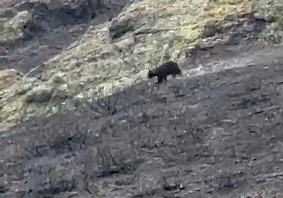 El oso corre por la Montaña Palentina.