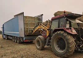 Tractores de ganaderos llenando de paja camiones rumbo a la Valdería.