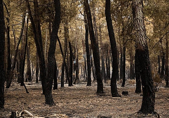 El fuego ha arrasado montes en León.