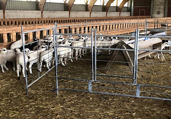 Lechazos en una explotación ganadera del sur de la provincia de Burgos.