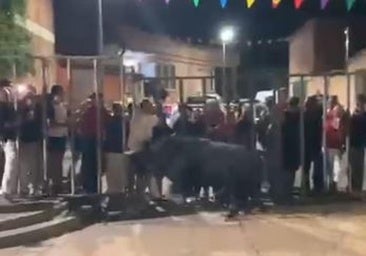 Herido grave tras recibir dos cornadas en la primera suelta de toros en la calle en las fiestas de Serrada