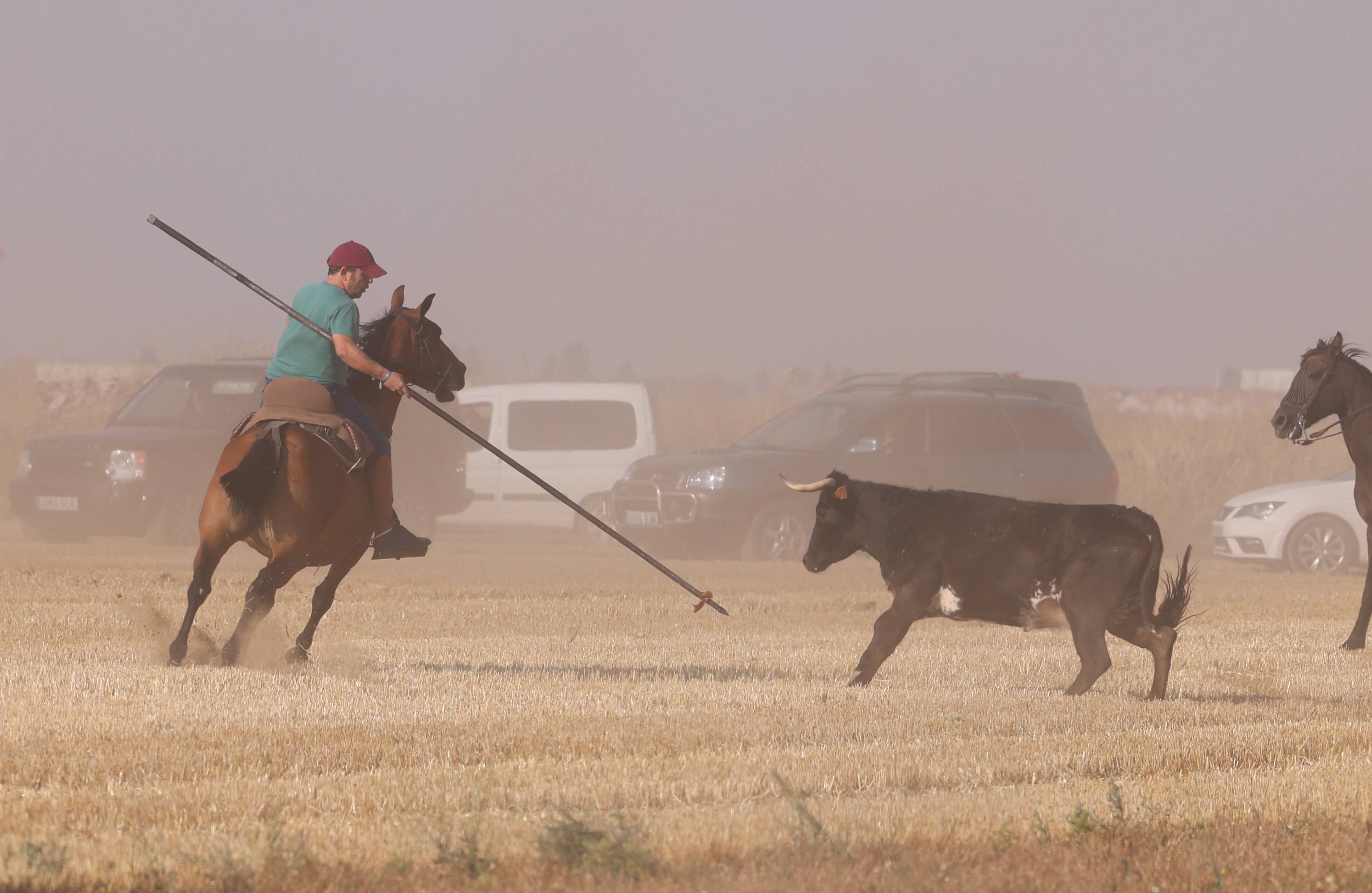 Las imágenes del encierro campero de Ciguñuela