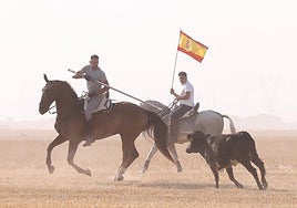 Imágenes del encierro campero celebrado este sábado en Ciguñuela