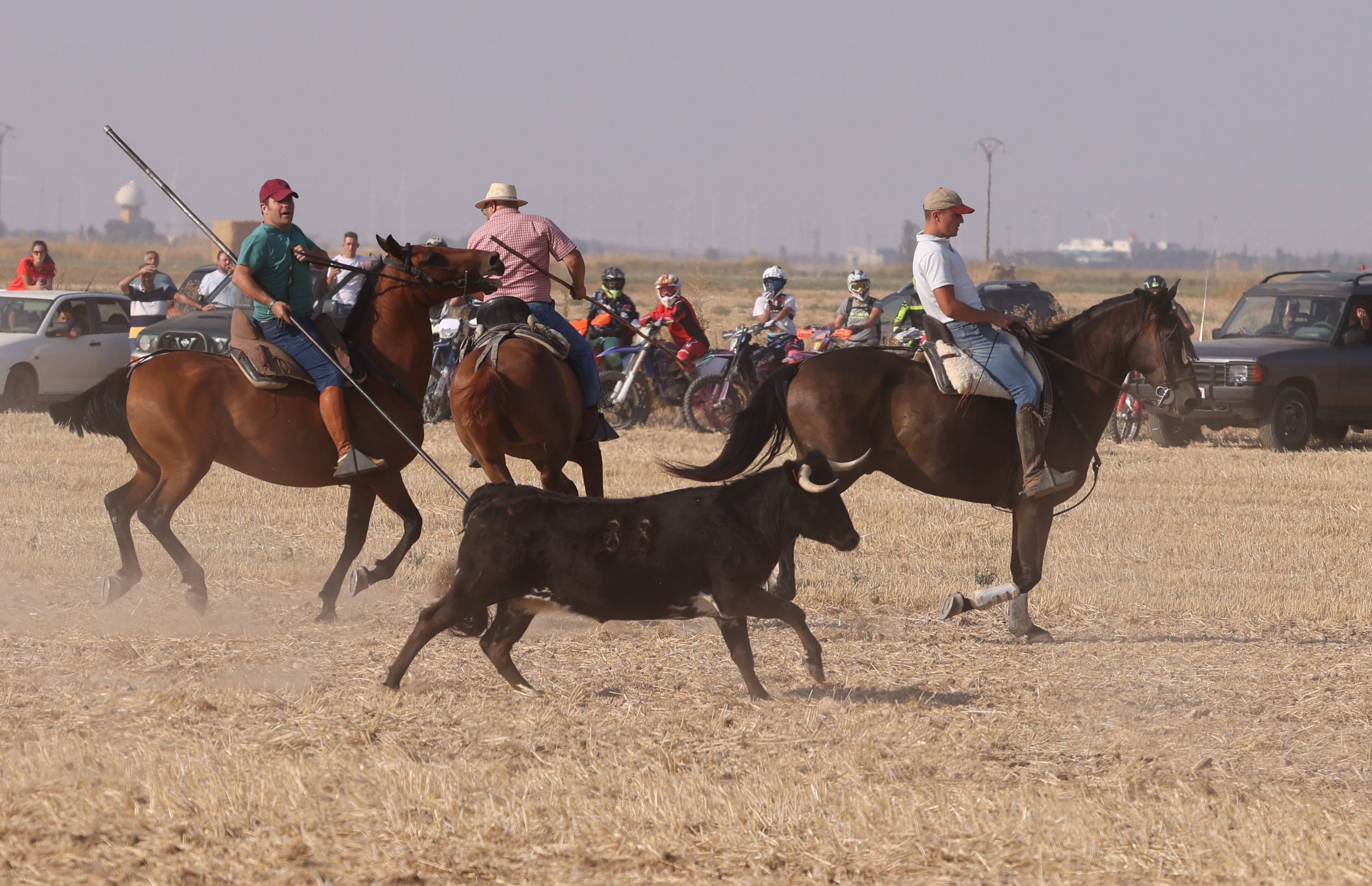 Las imágenes del encierro campero de Ciguñuela