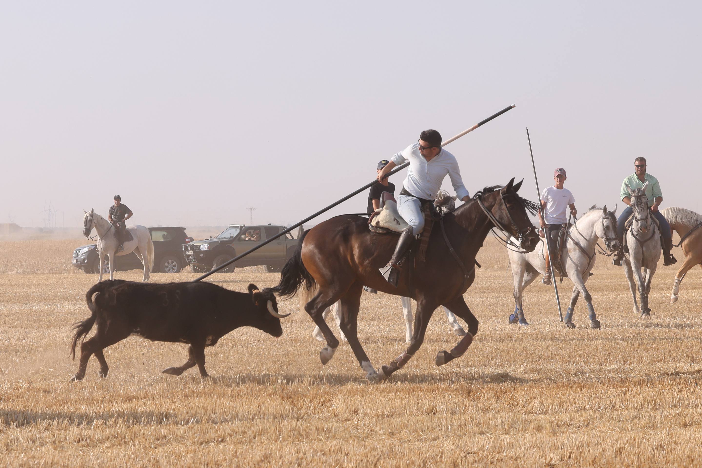 Las imágenes del encierro campero de Ciguñuela