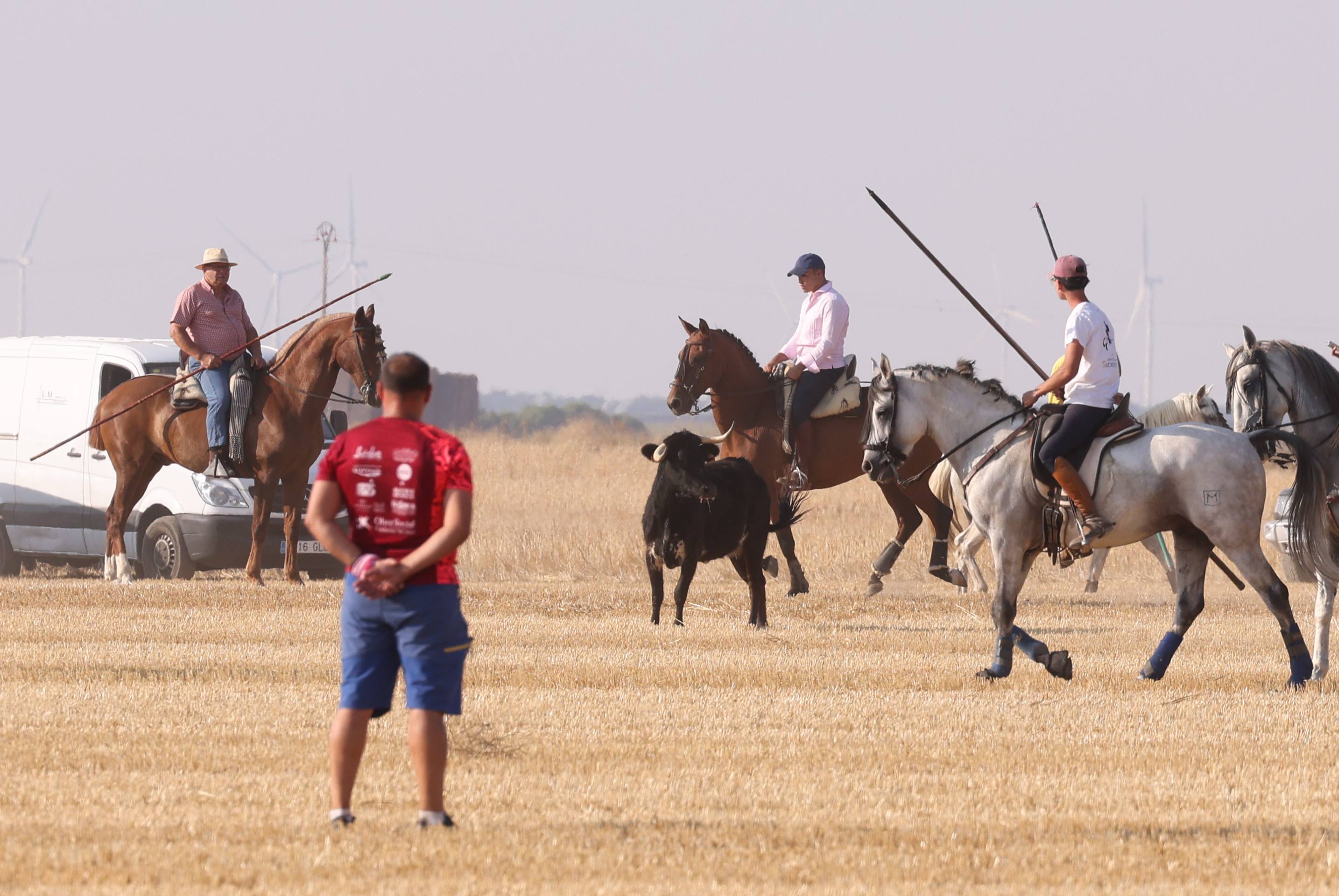 Las imágenes del encierro campero de Ciguñuela
