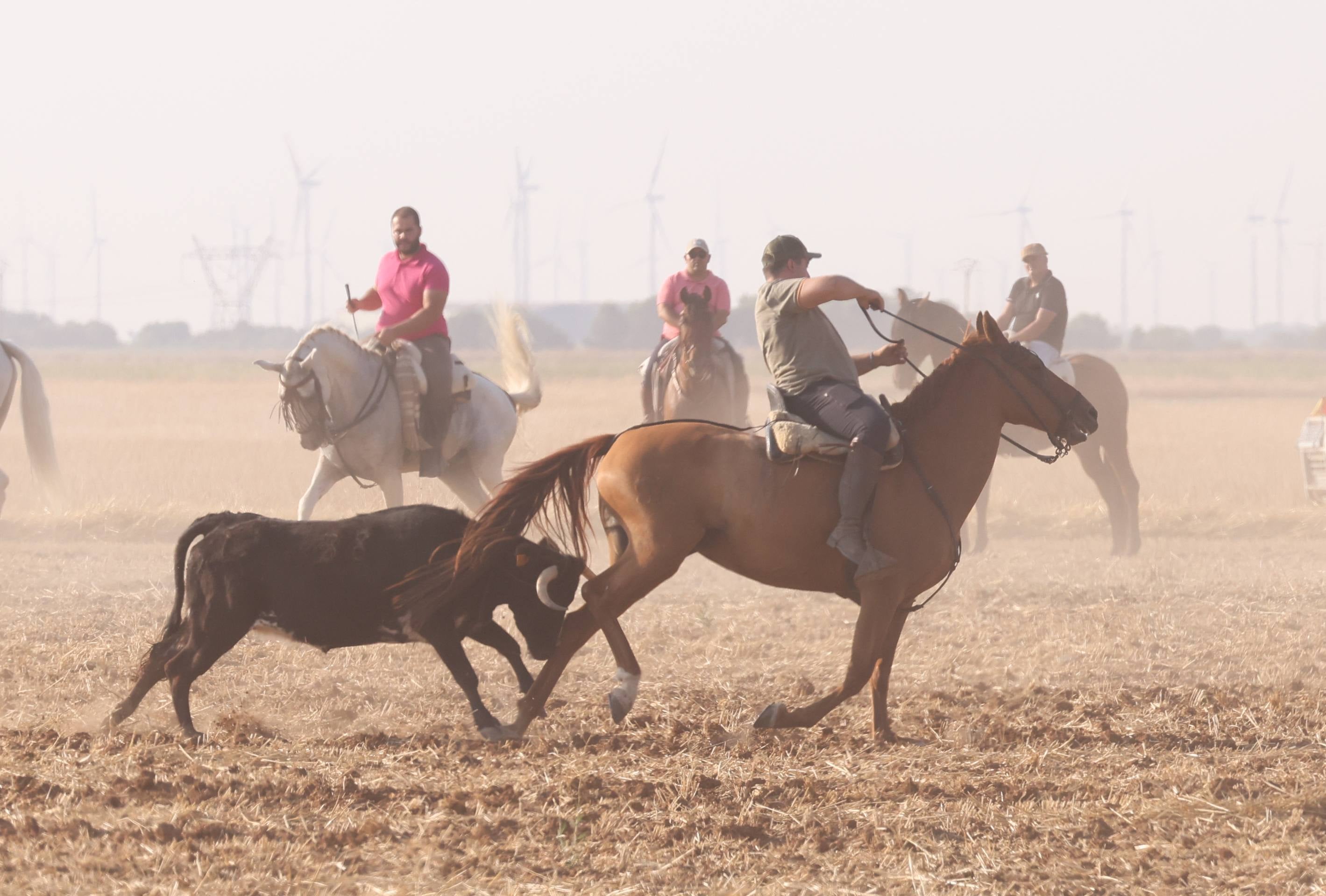 Las imágenes del encierro campero de Ciguñuela