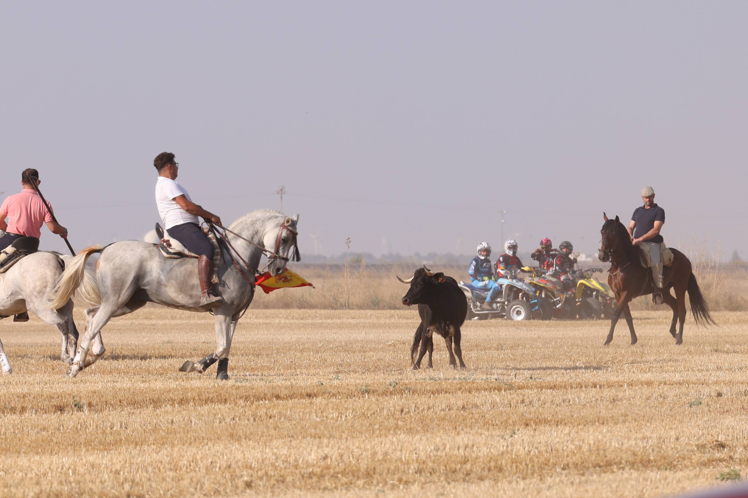 Las imágenes del encierro campero de Ciguñuela