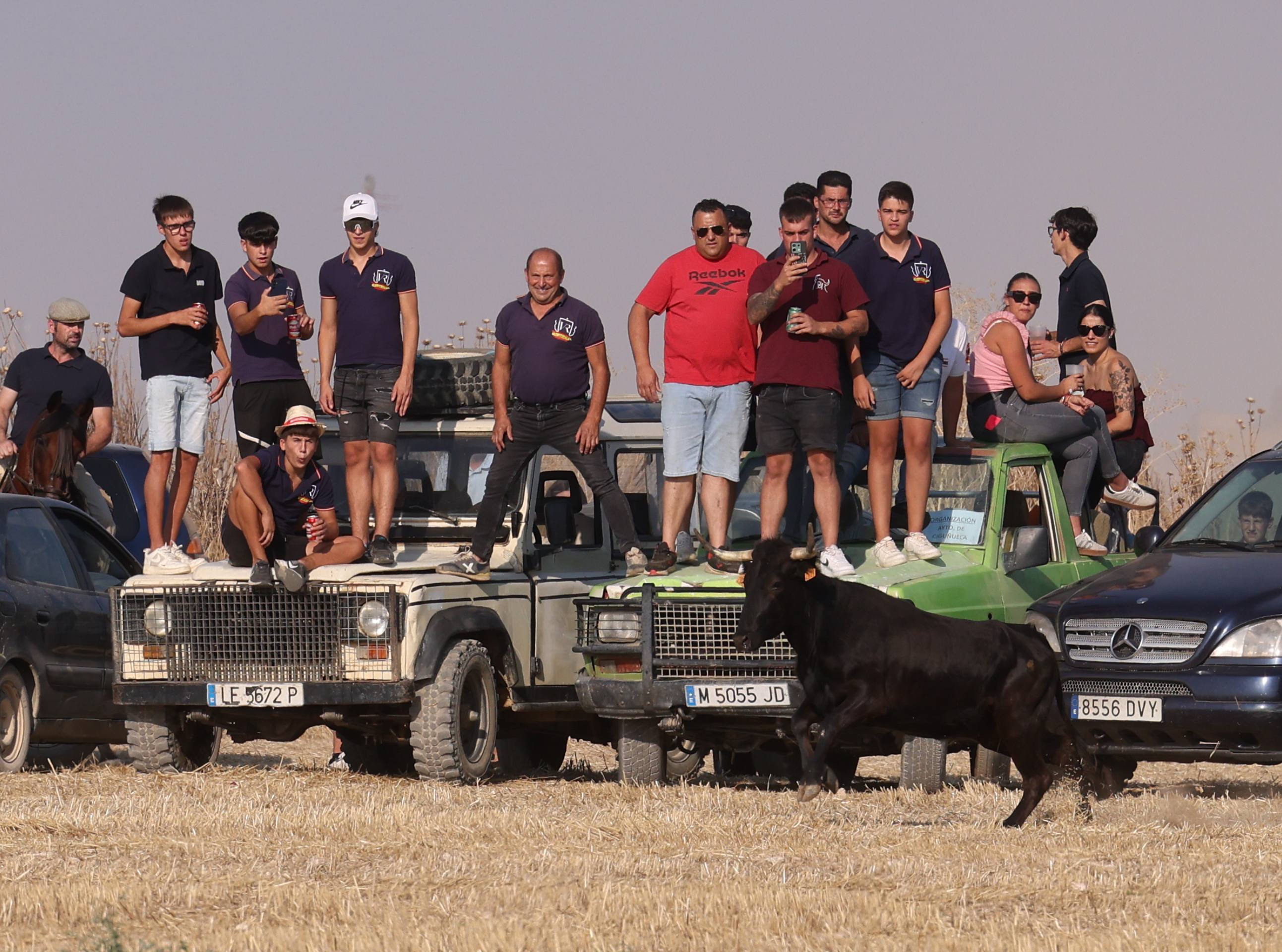 Las imágenes del encierro campero de Ciguñuela
