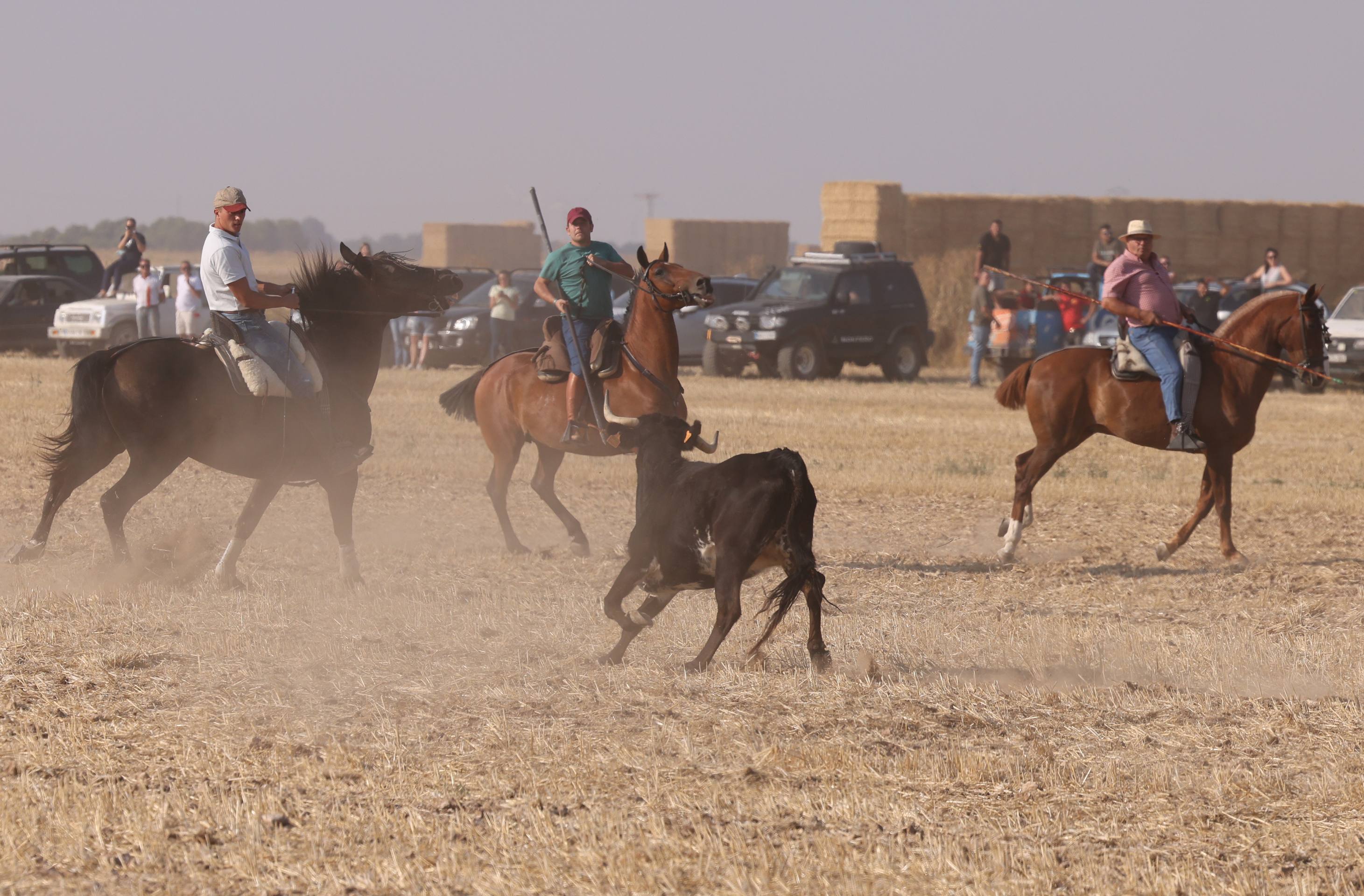 Las imágenes del encierro campero de Ciguñuela