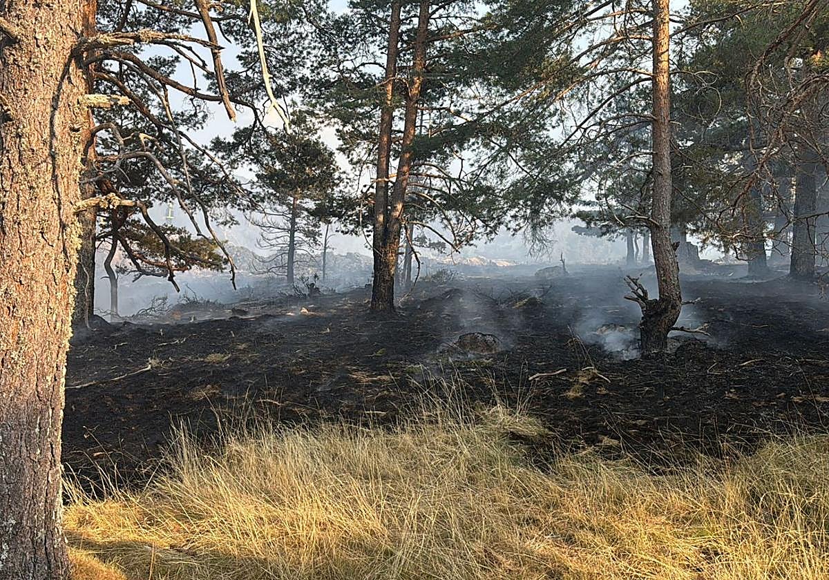 Vista general de la superficie quemada en el entorno de la pradera de Navalazor.
