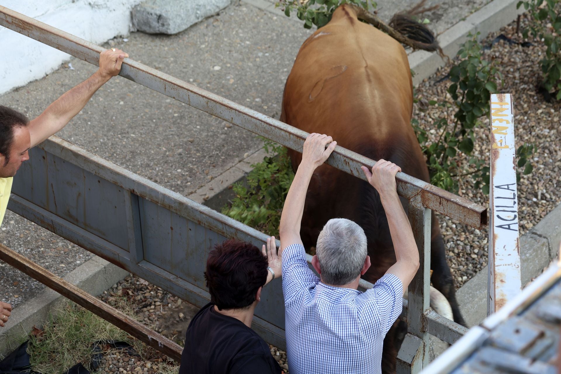 El encierro del toro de cajón en Serrada.