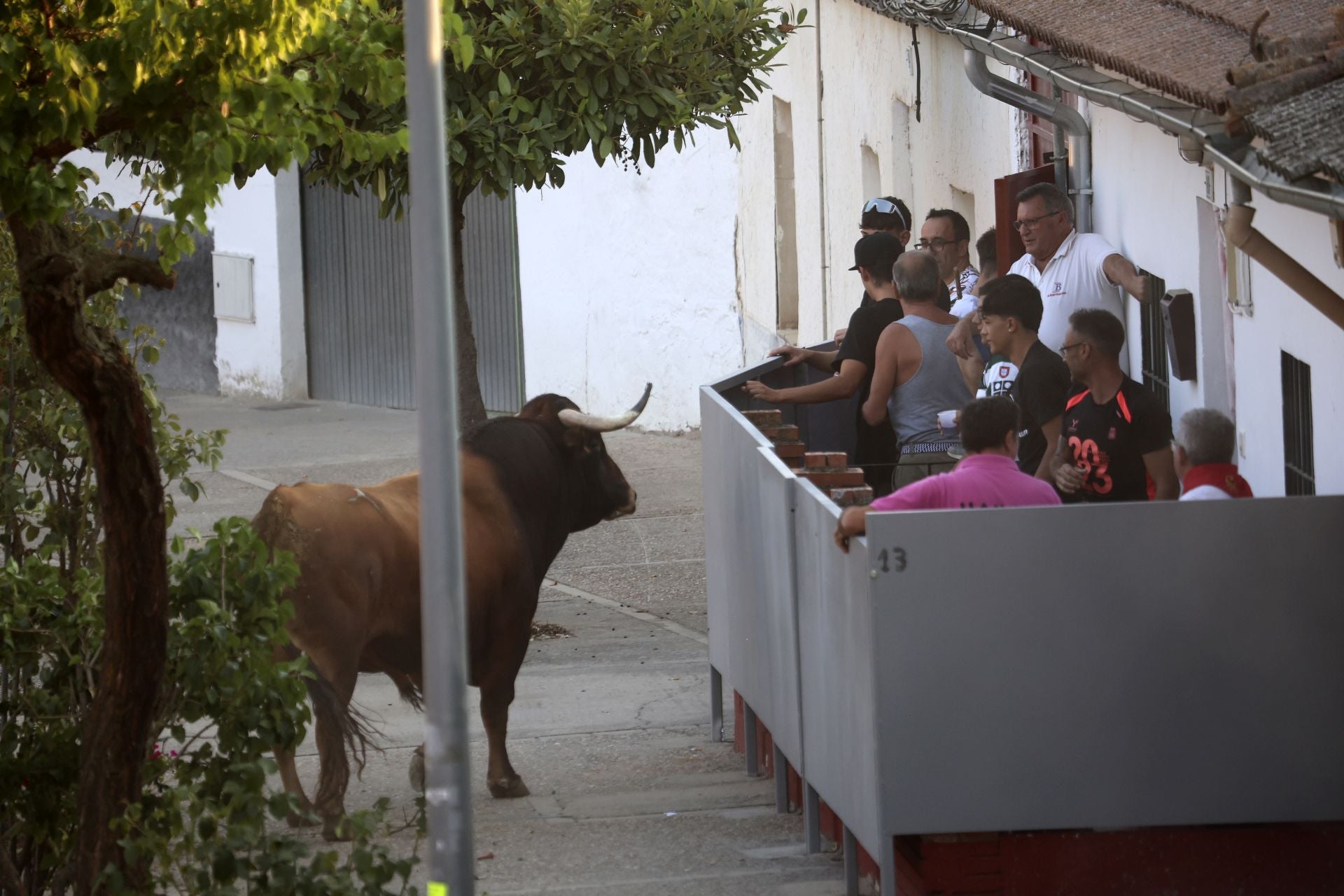 El encierro del toro de cajón en Serrada.