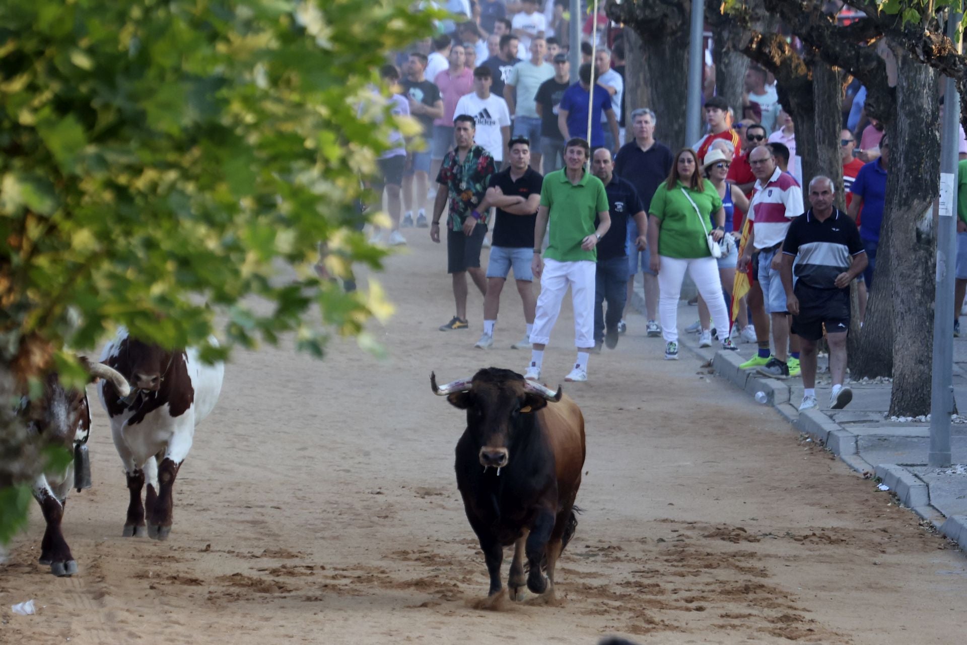 El encierro del toro de cajón en Serrada.
