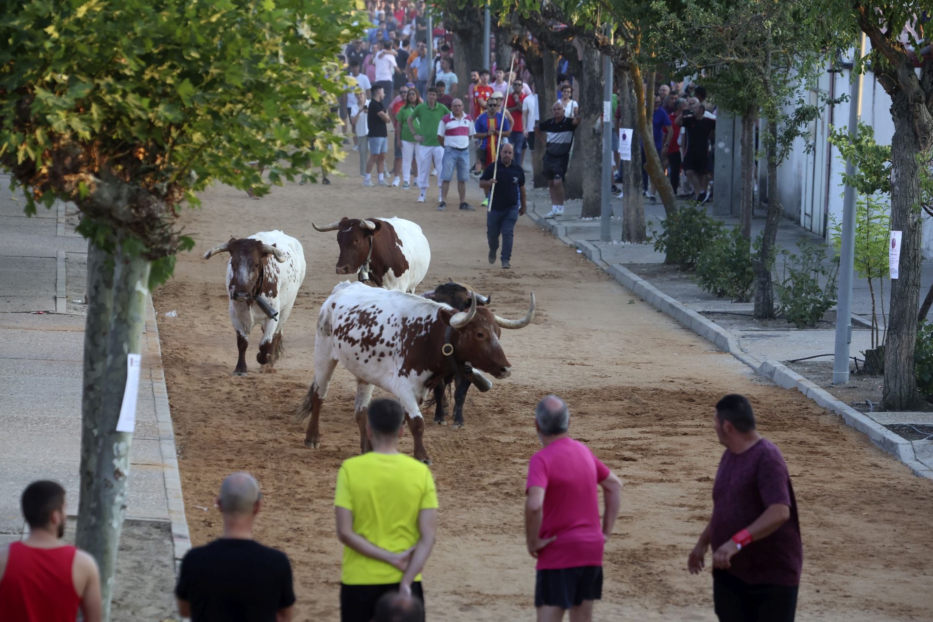 El encierro del toro de cajón en Serrada.