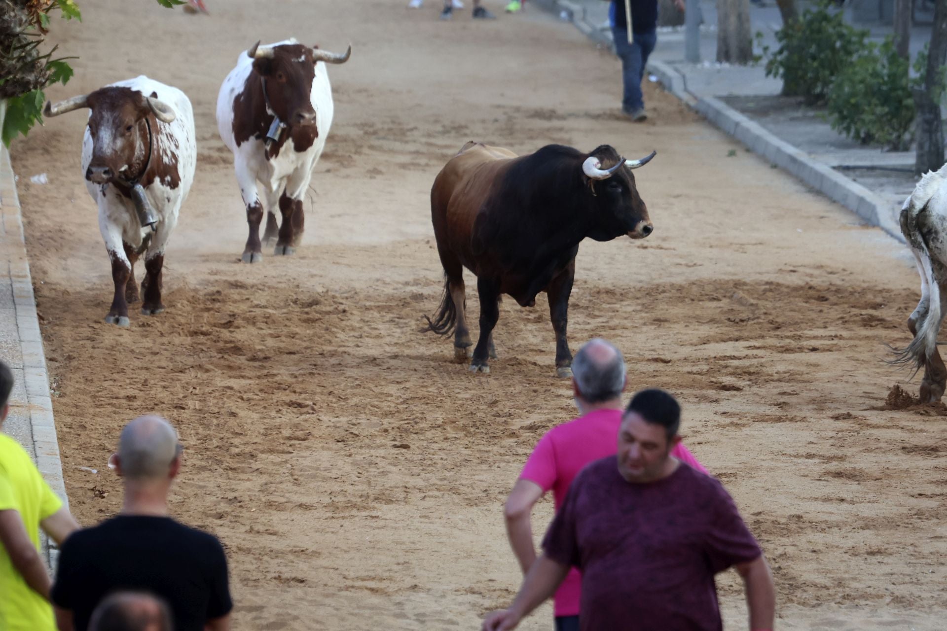 El encierro del toro de cajón en Serrada.