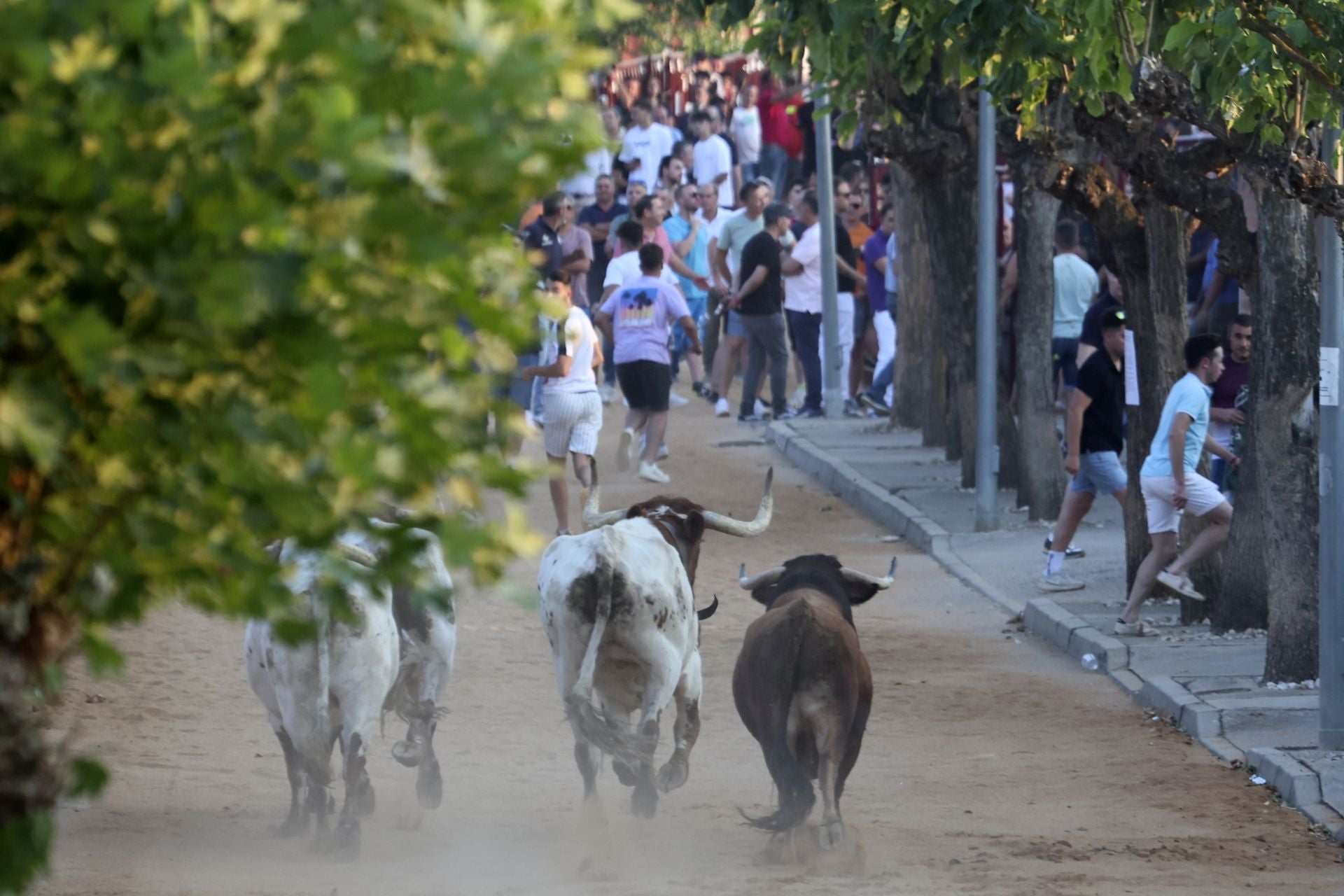 El encierro del toro de cajón en Serrada.