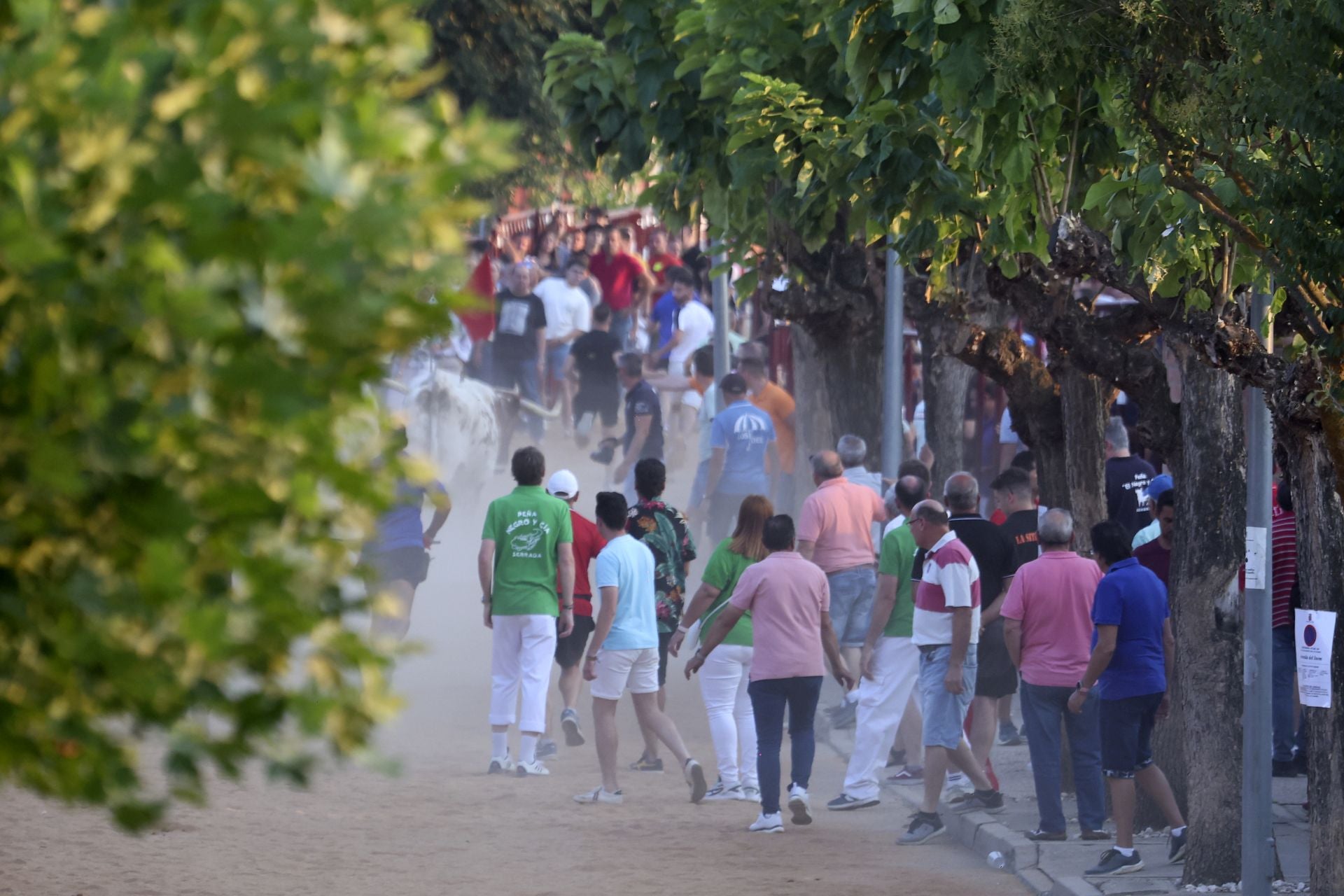 El encierro del toro de cajón en Serrada.
