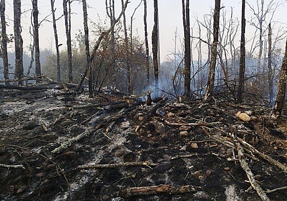 Restos calcinados el sábado en un rebrote del incendio de Canalejas en Mantinos.
