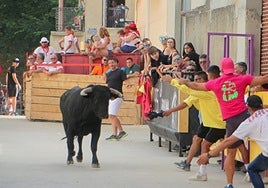 Los peñistas citan al astado en Dueñas.