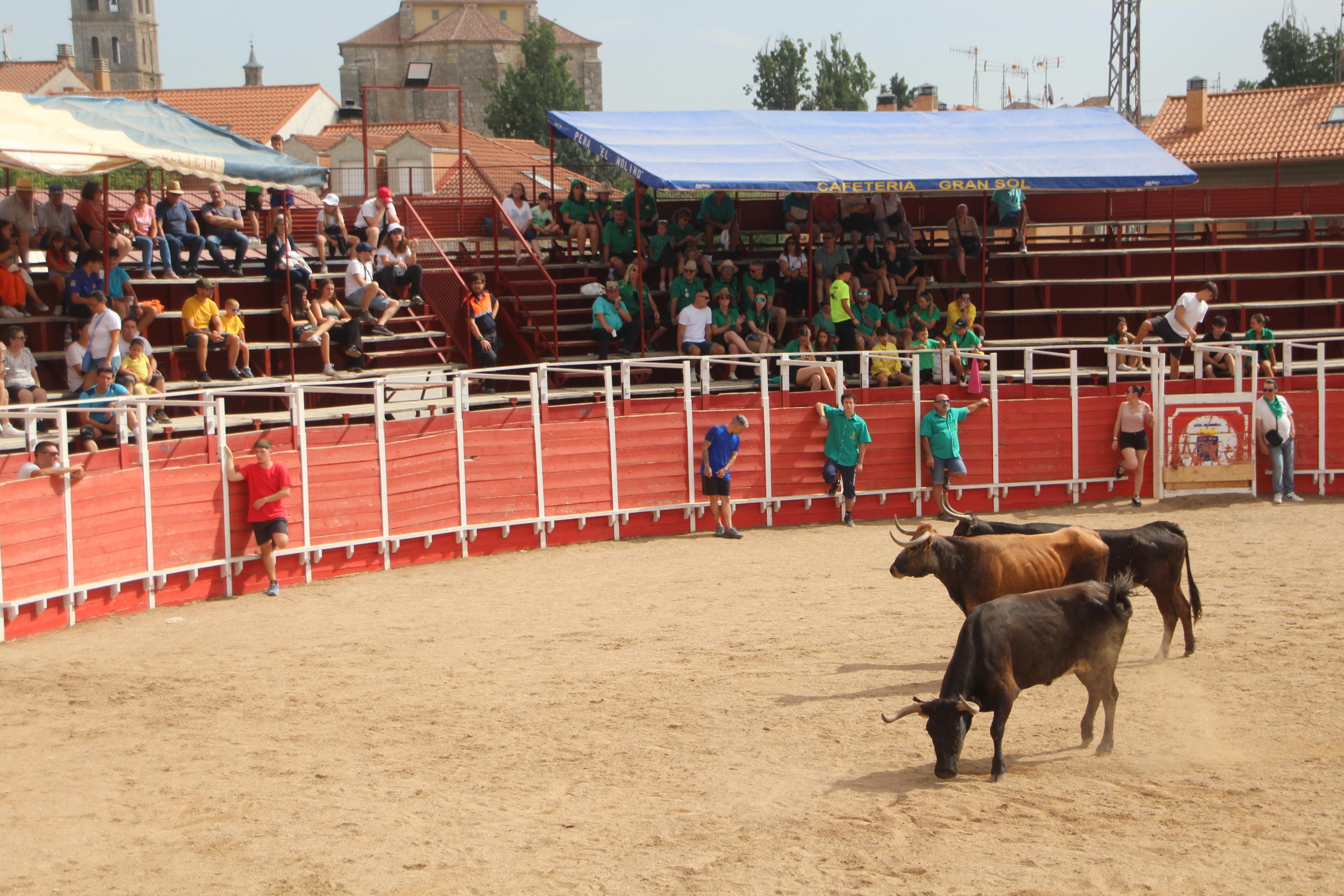 Encierros Tradicionales en Dueñas | El Norte de Castilla
