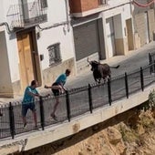 Demostración de la vaca enmaromada este domingo junto al barranco de Chiva